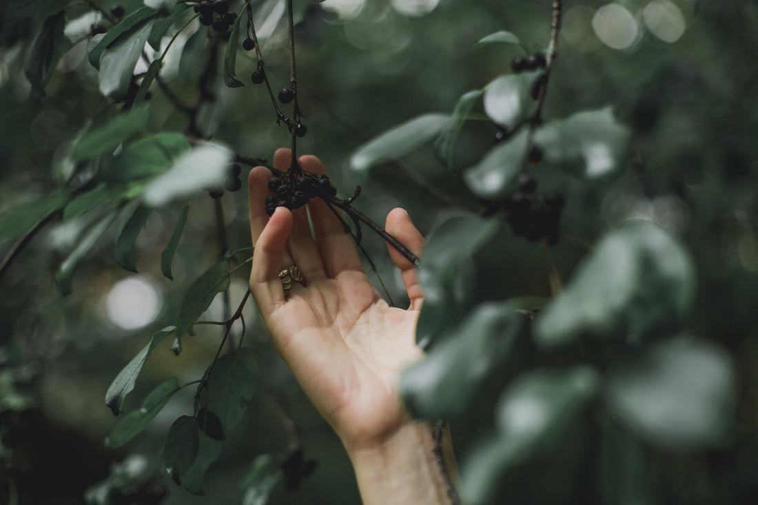 Herbal Medicine Explained